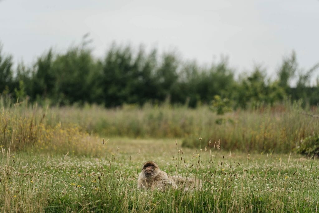 Magots Parcs zoologiques Seine et Marne