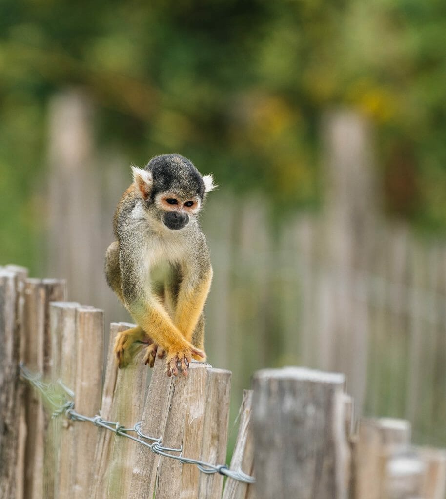 Parcs zoologiques Seine et Marne