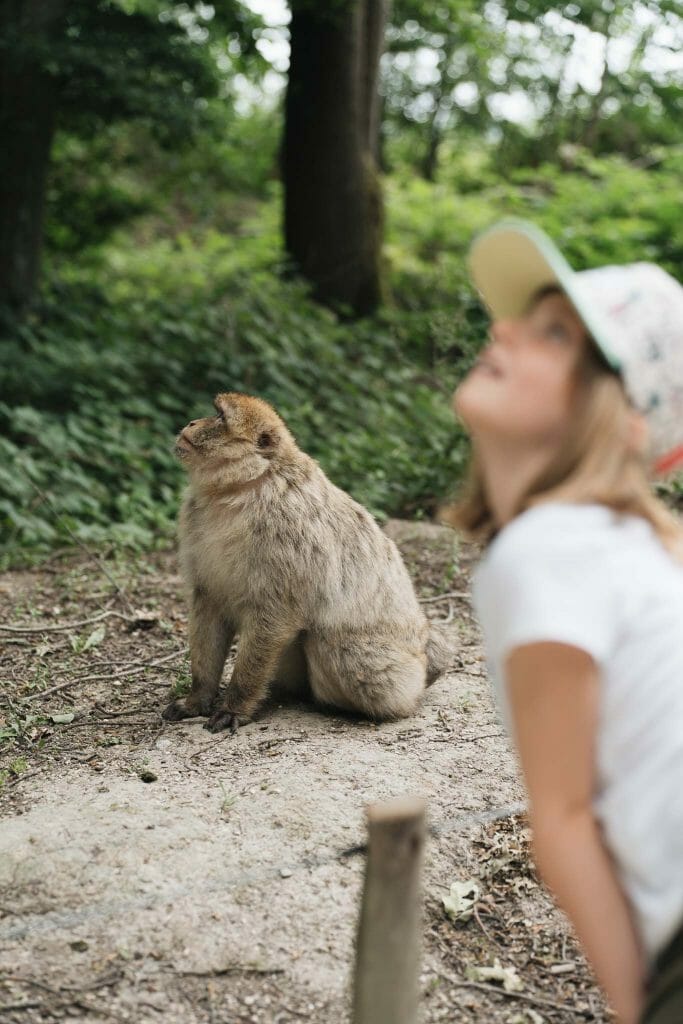magots Parcs zoologiques Seine et Marne