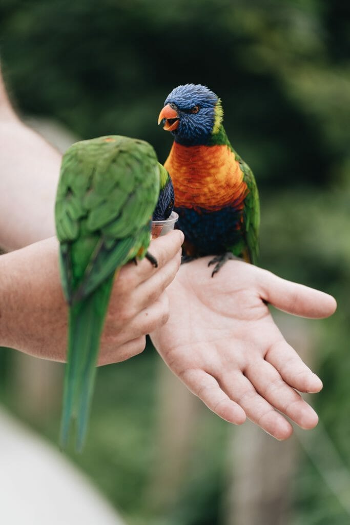 oiseaux Parcs zoologiques Seine et Marne