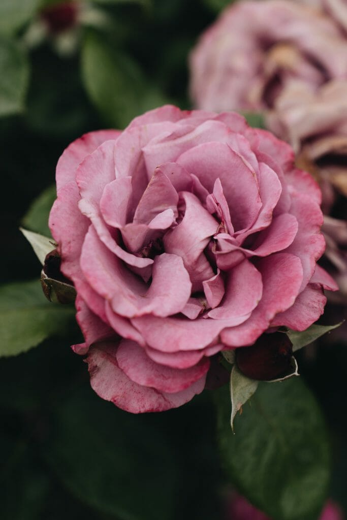 rose jardin de Meaux