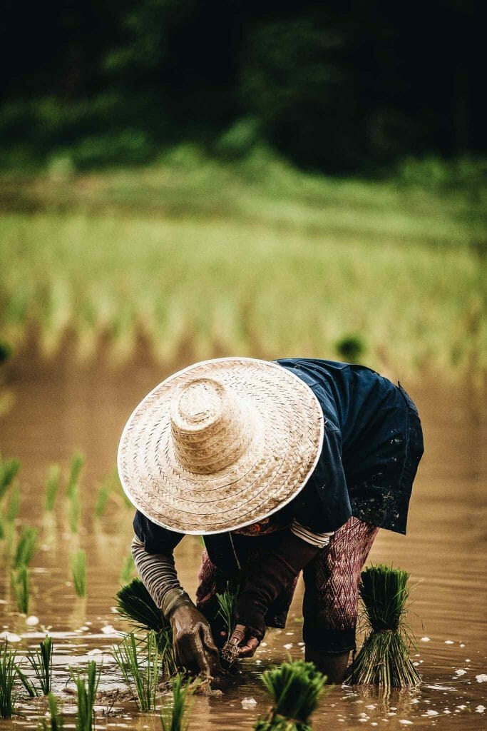 paysan thaïlandais plantant du riz dans une rizière au nord de la Thaïlande