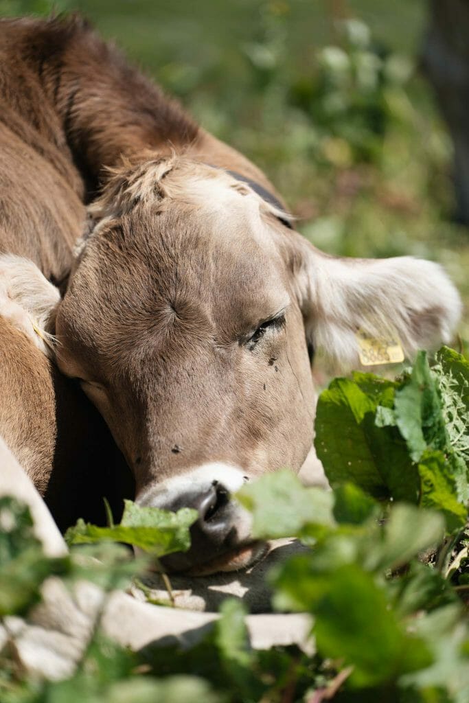 Visiter Autriche en été Vorarlberg