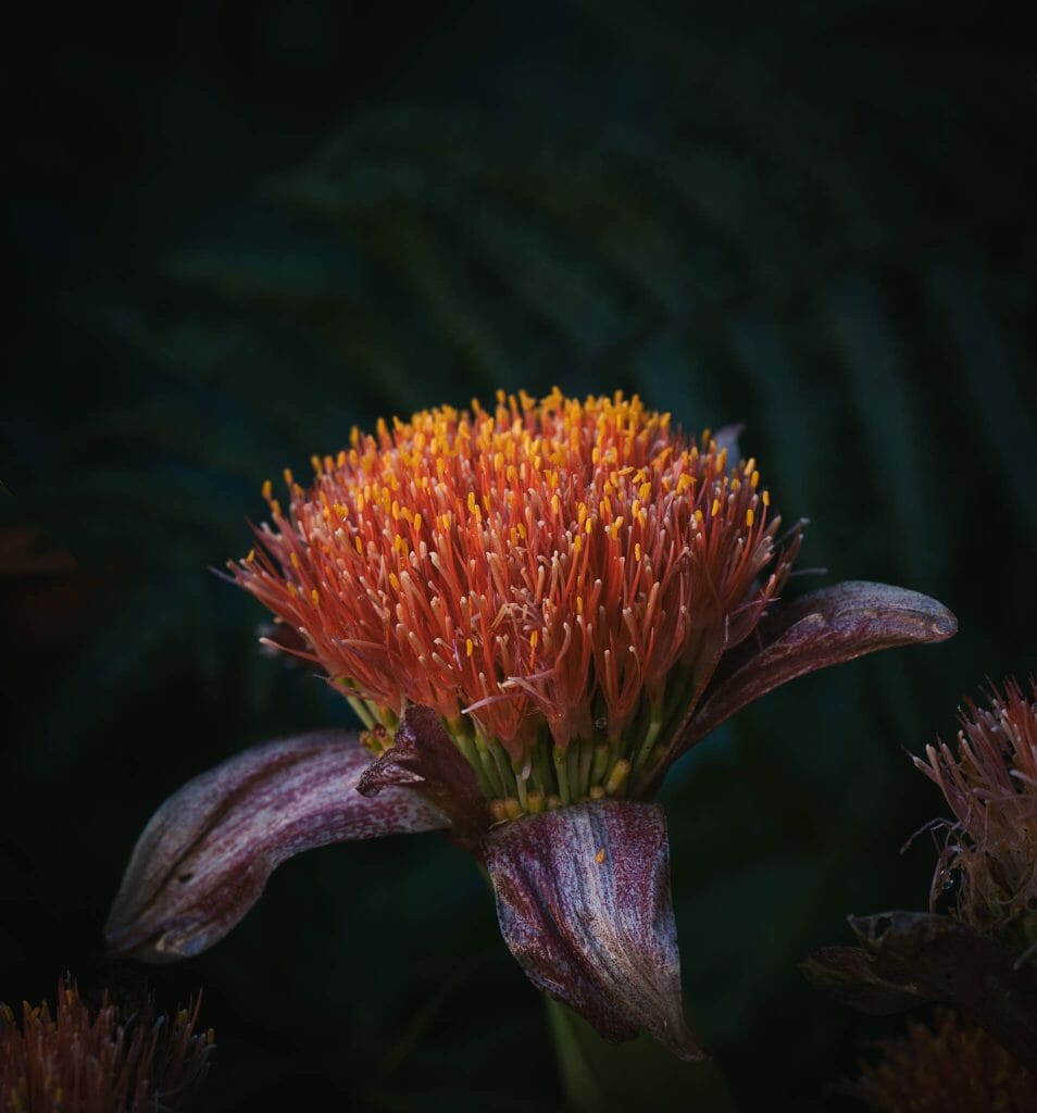 fleur exotique madère