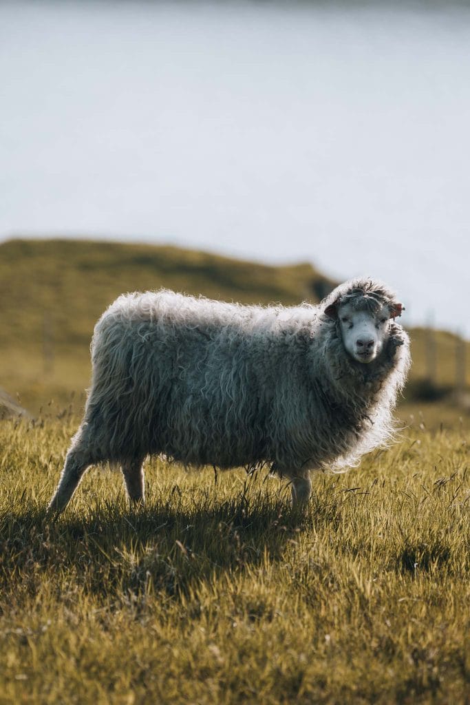 îles Féroé Danemark