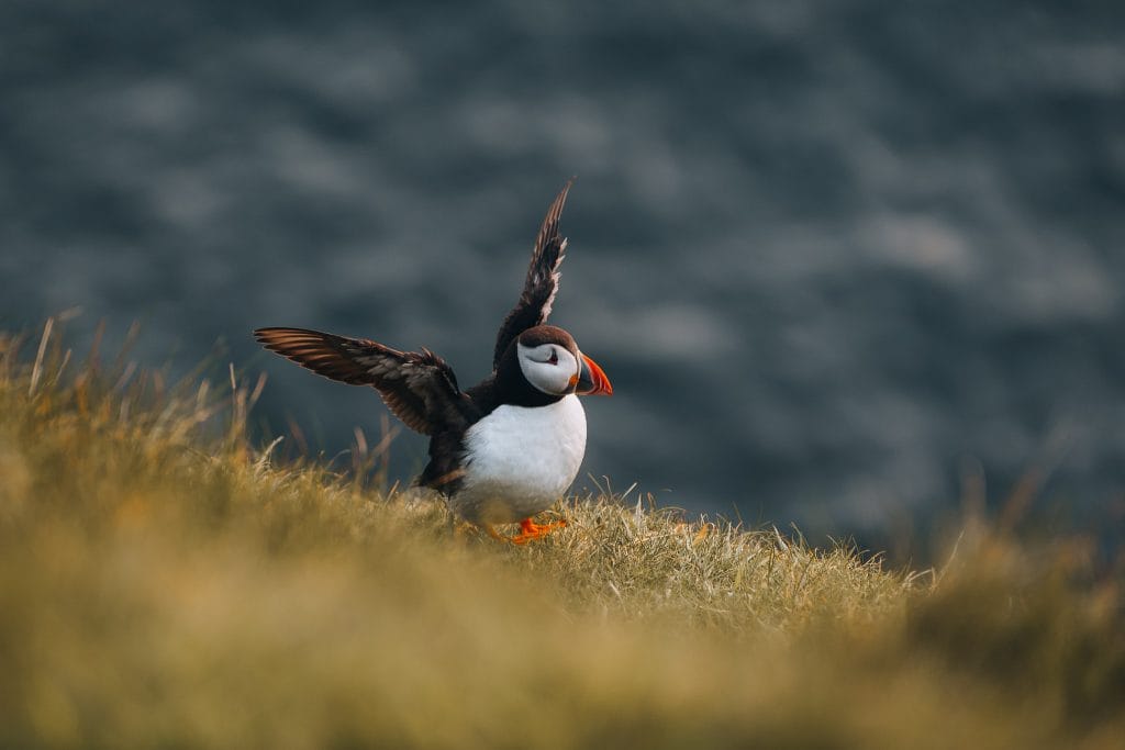 îles Féroé Danemark macareux