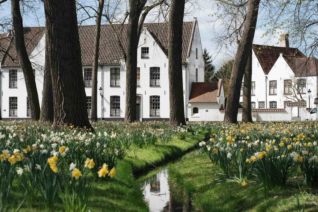 béguinage de Bruges avec ses jonquilles fleuries au printemps