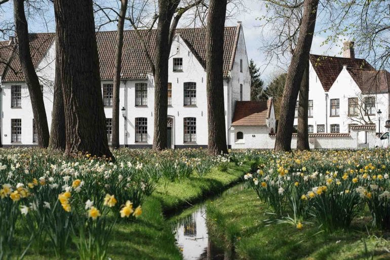 béguinage de Bruges avec ses jonquilles fleuries au printemps
