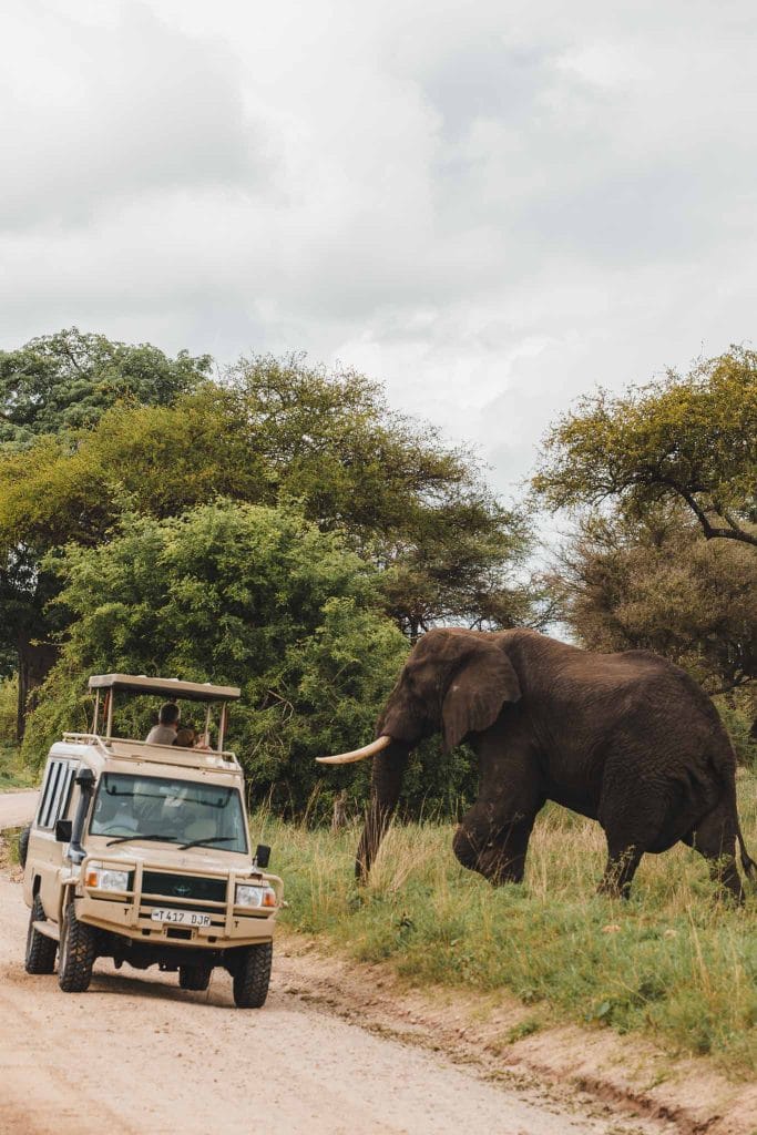 safari Tanzanie parc du tarangire