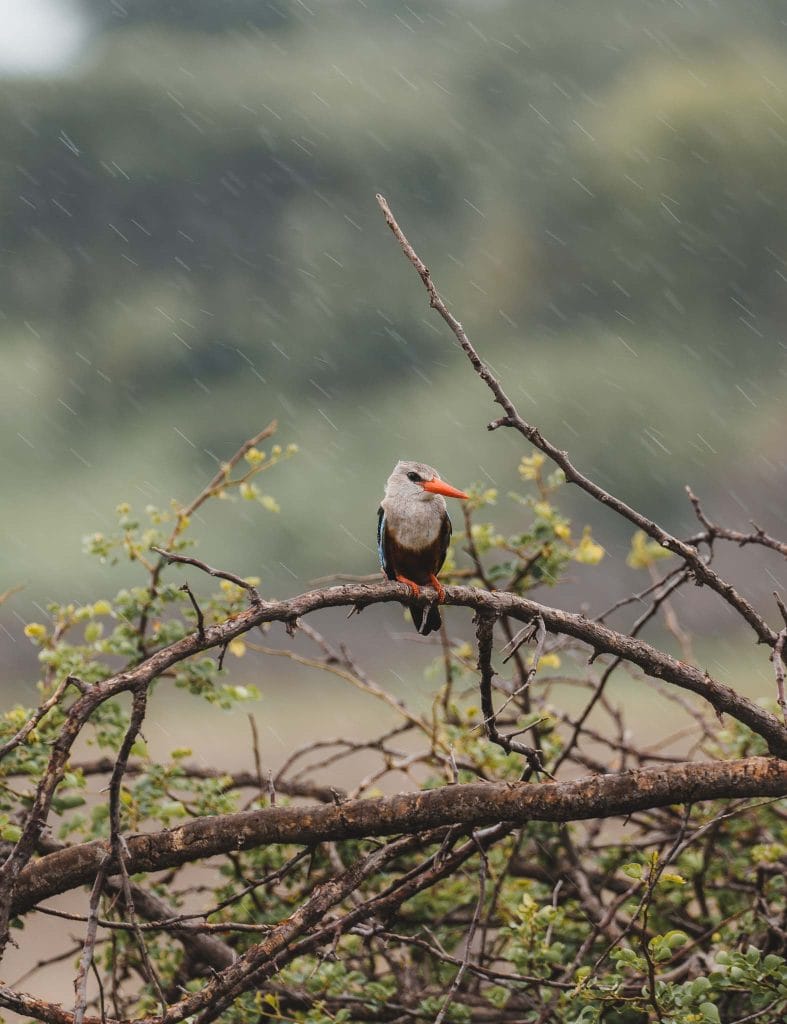 oiseau cratère Ngorongoro tanzanie
