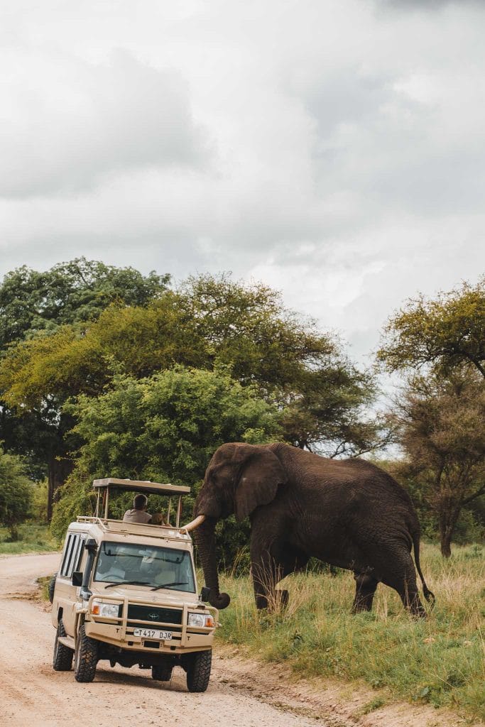 safari Tanzanie parc du tarangire