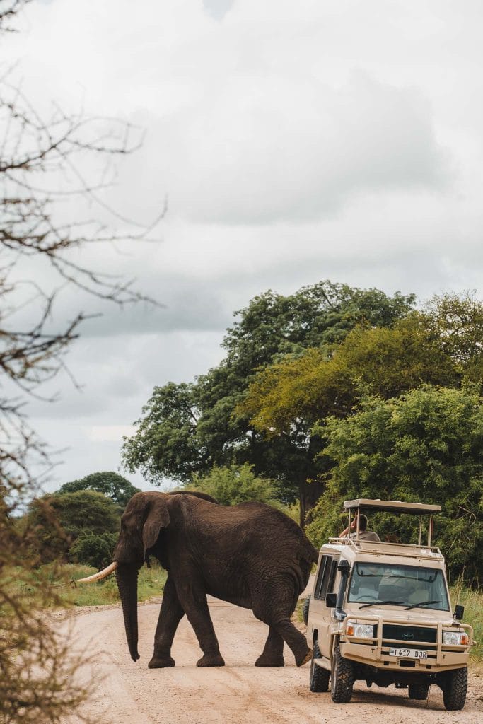 safari Tanzanie parc du tarangire