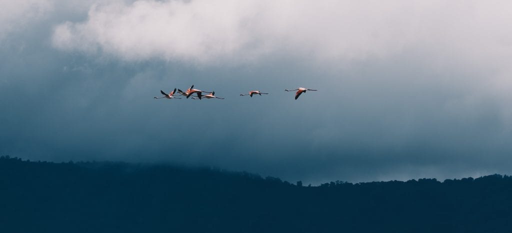 flamants roses cratère Ngorongoro