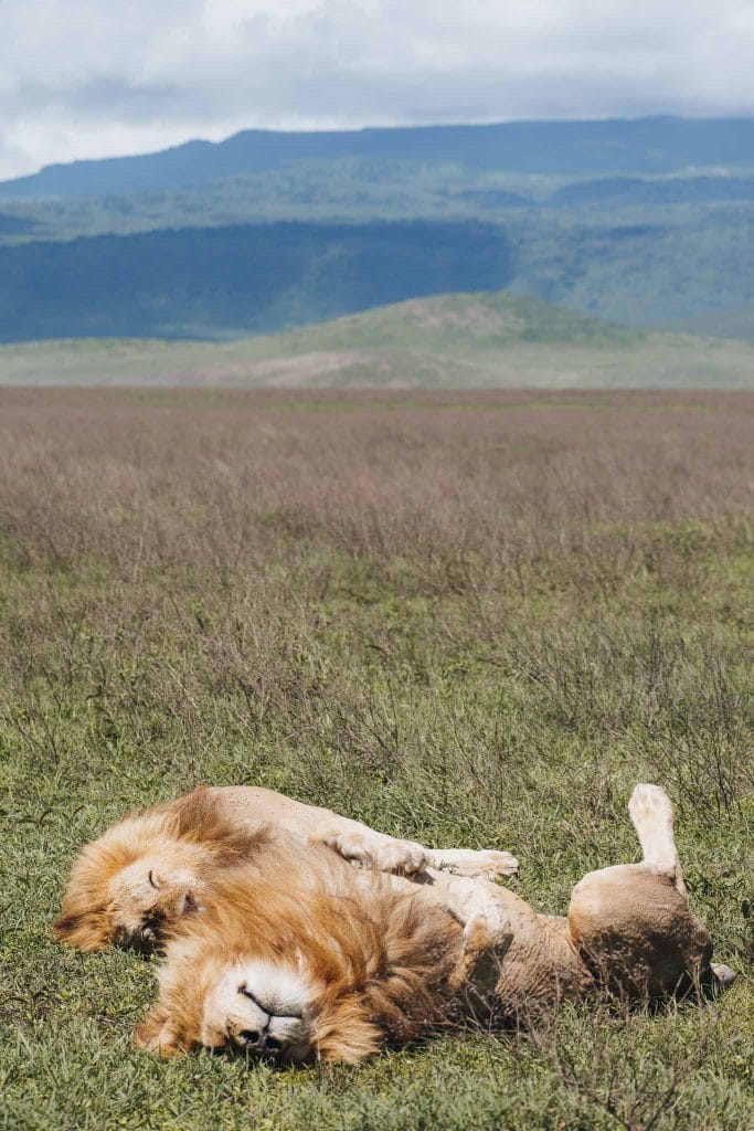 lions parc du serengeti tanzanie