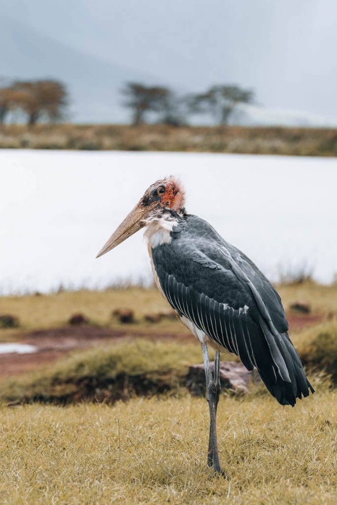 cratère Ngorongoro marabout