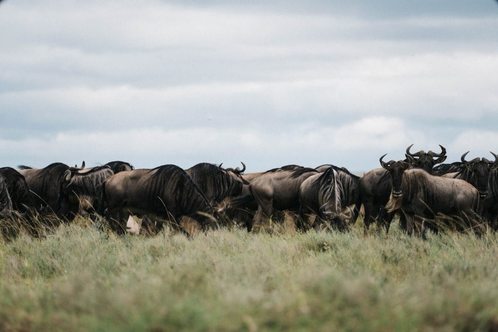 buffle migration Serengeti
