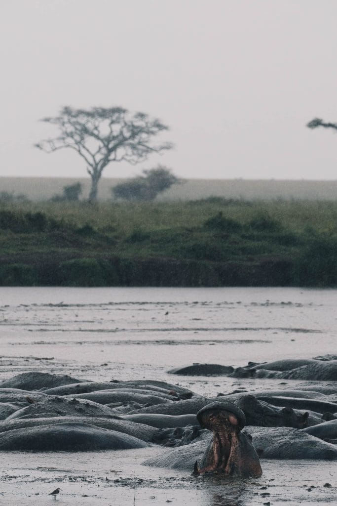 hippopotame serengeti Tanzanie
