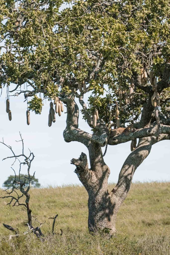 léopard voyage en tanzanie safari