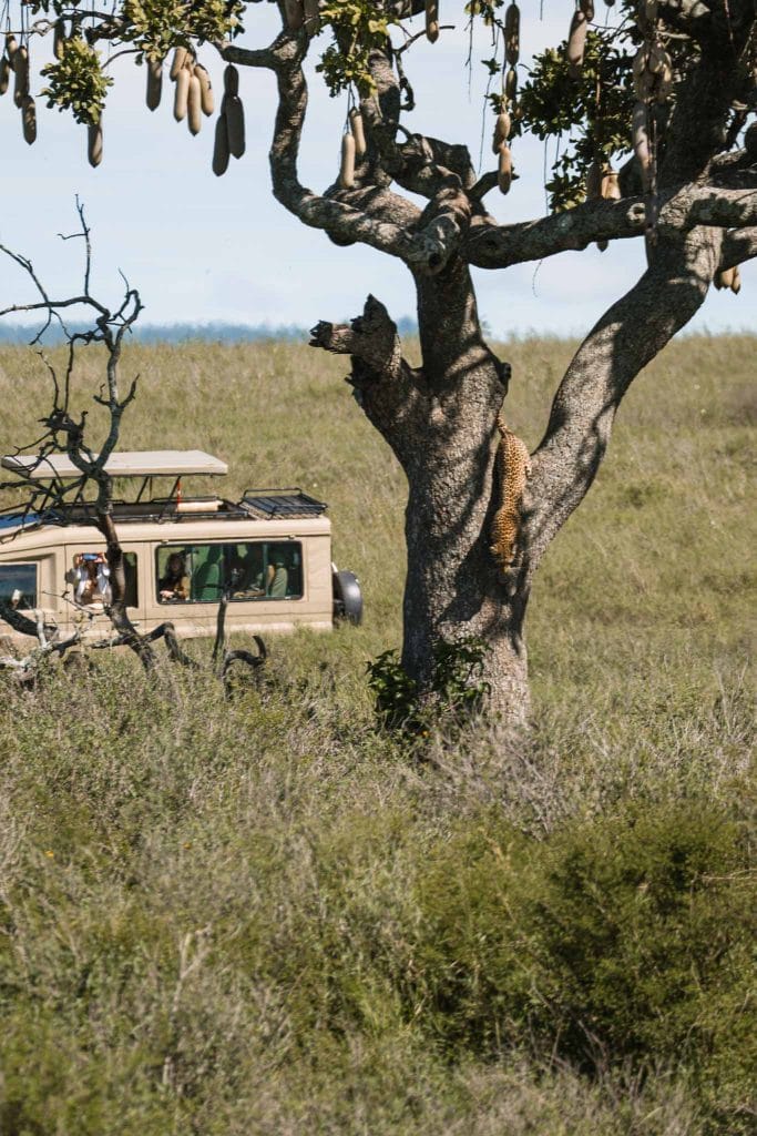 léopard voyage en tanzanie safari