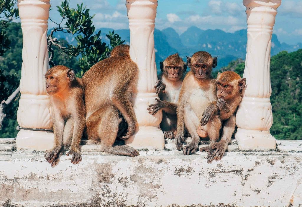temple Thaïlande singes
