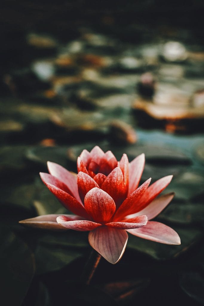lotus temple Thaïlande