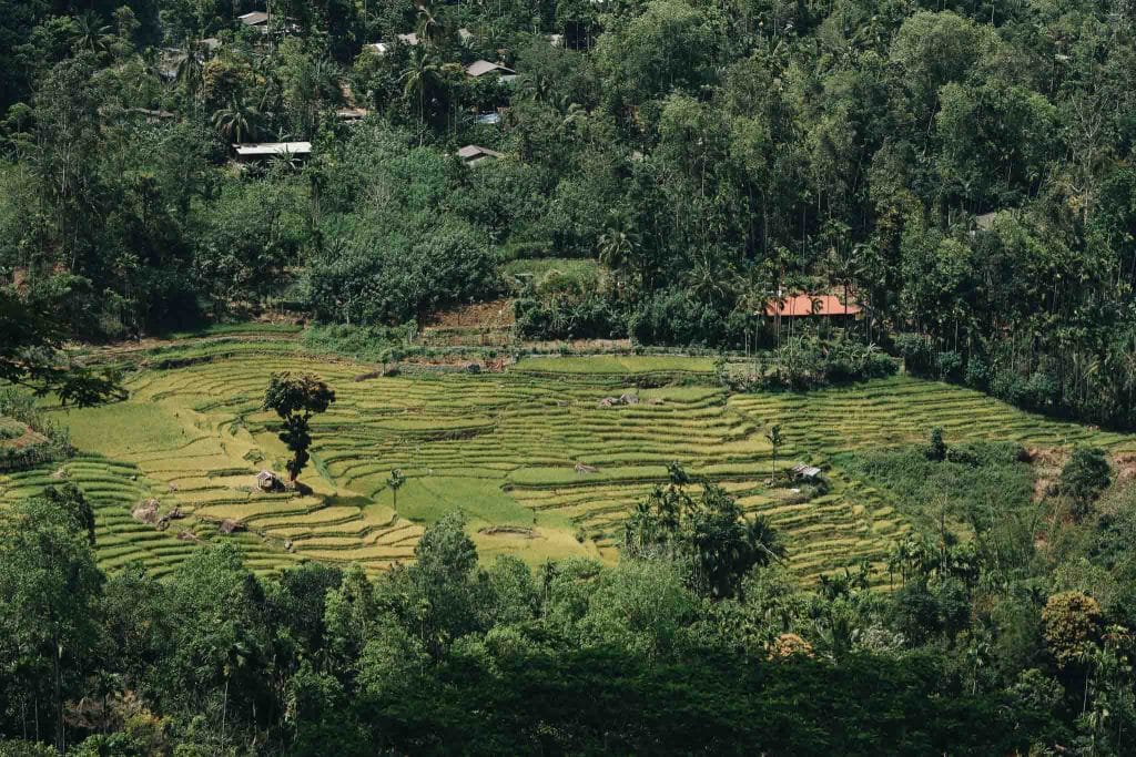 rizières sri lanka