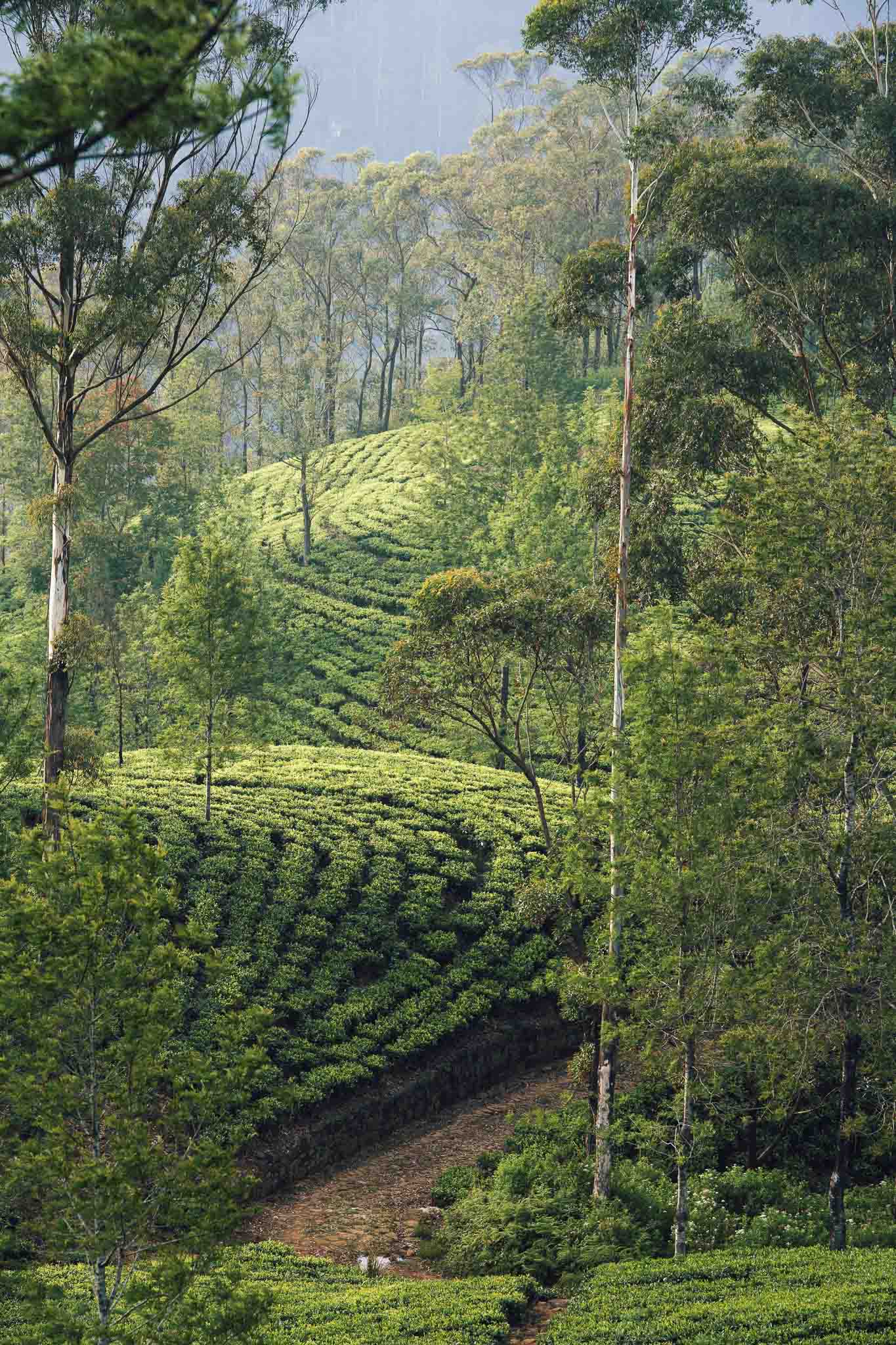 plantation de thé sri lanka