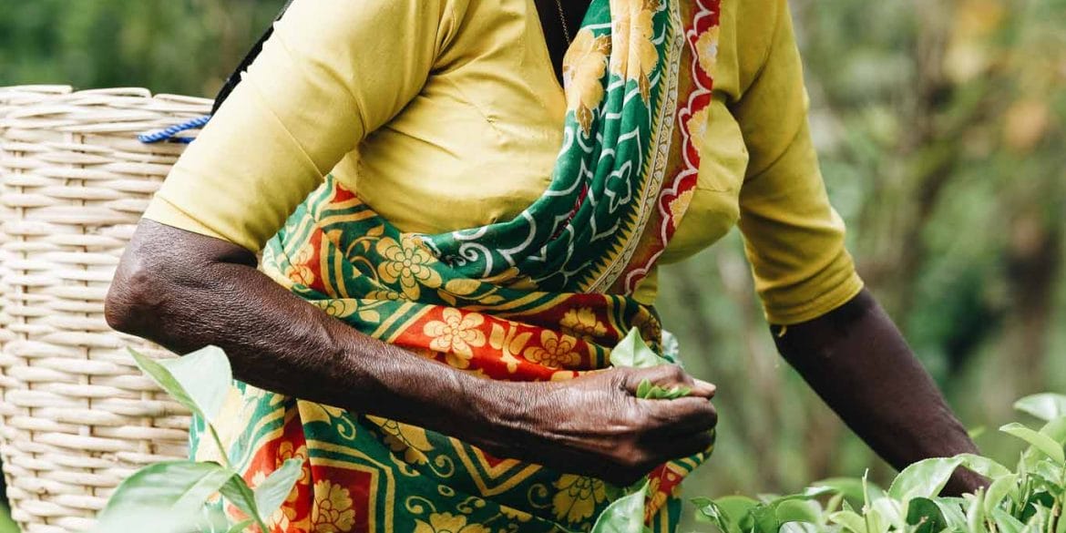 plantation de thé sri lanka