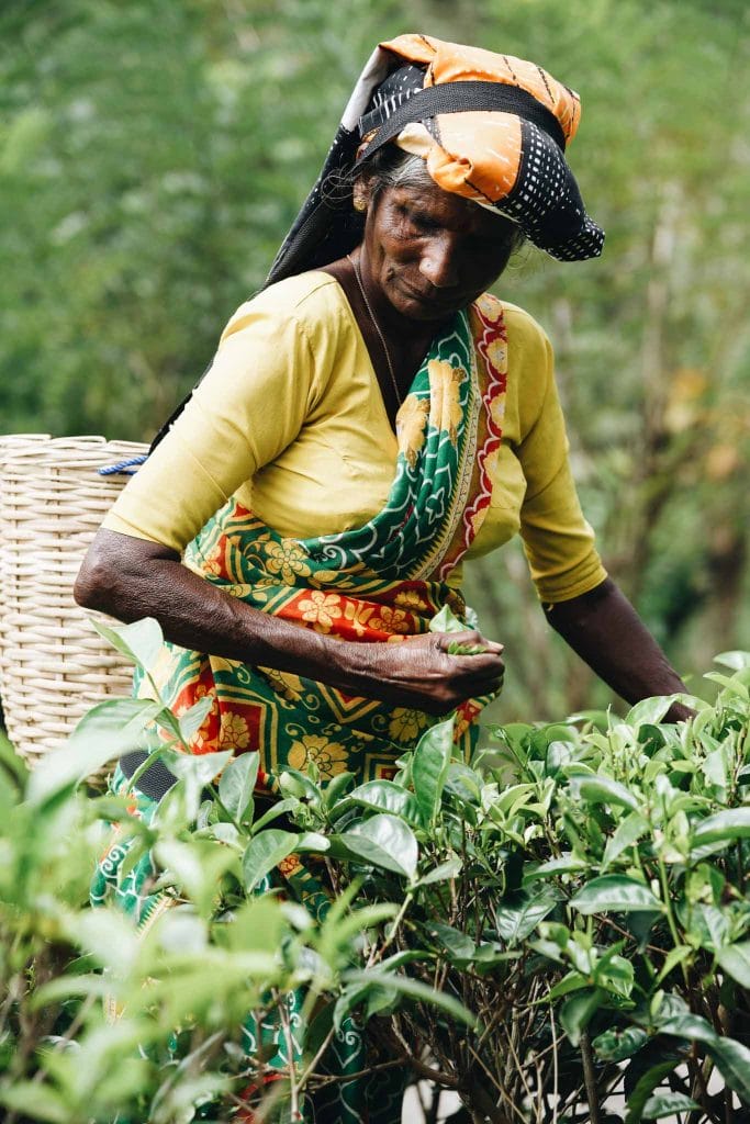 plantation de thé sri lanka