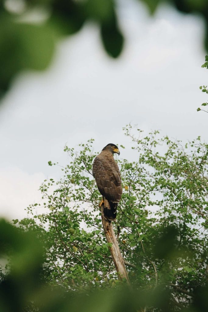 rapace Sri Lanka