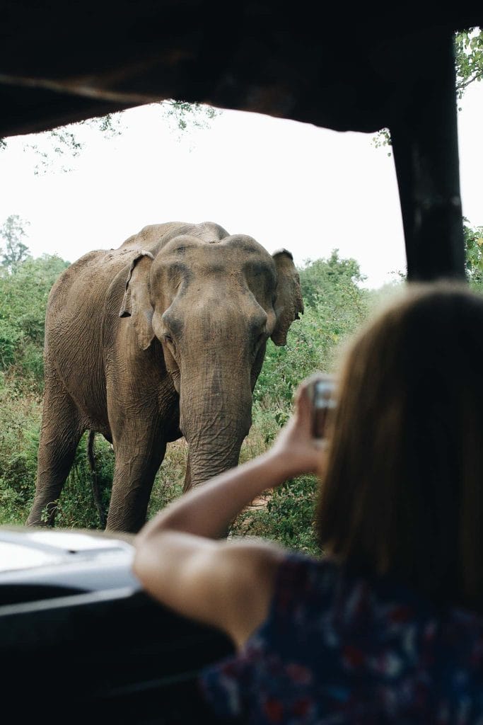 safari sri lanka