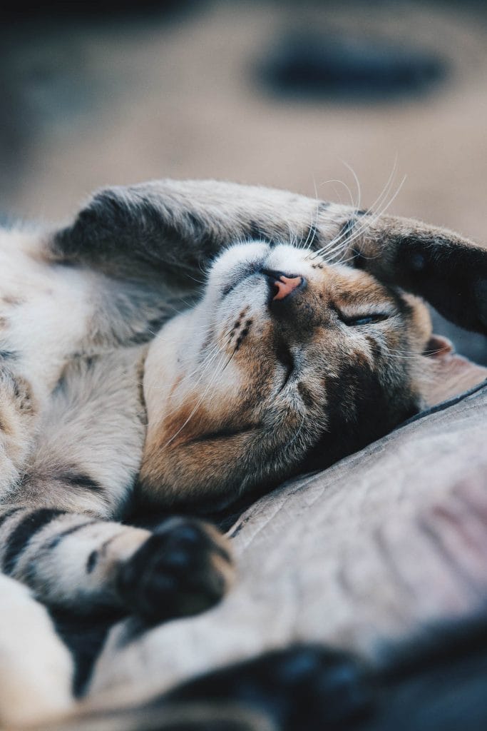 chat qui dort sri lanka