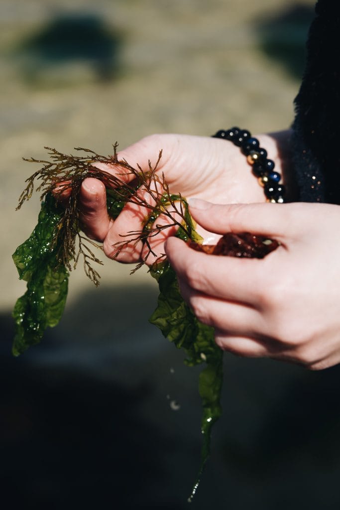 découverte algue marine