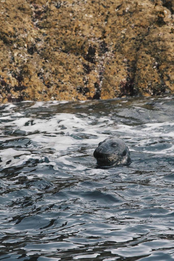 phoques mer d'iroise