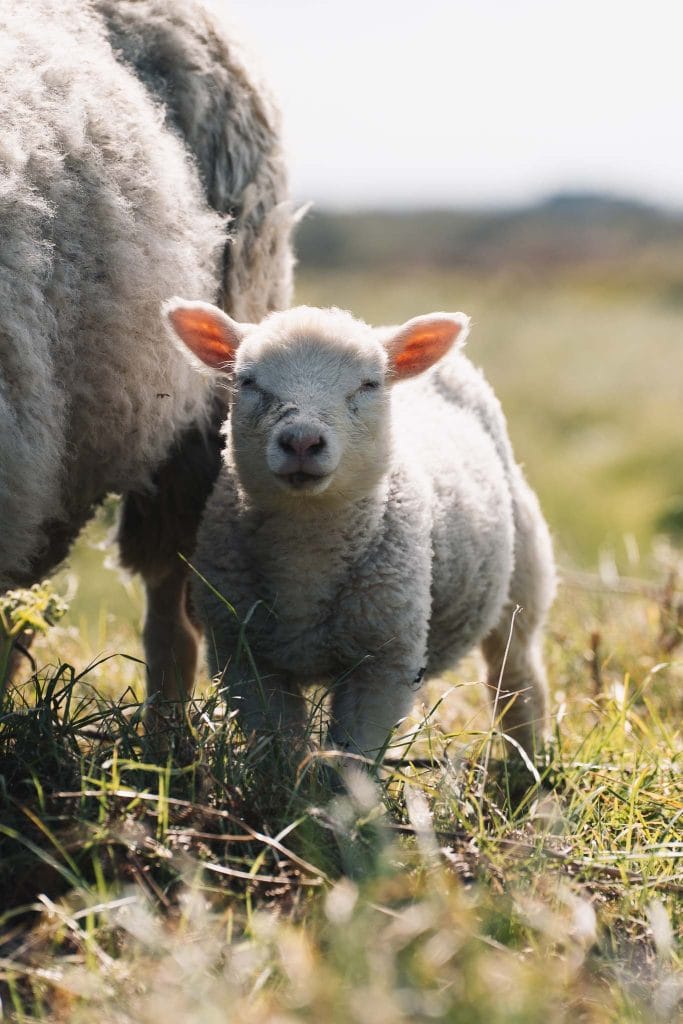 mouton ouessant