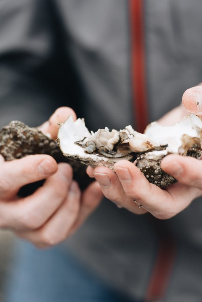 Huitres baie de Paimpol