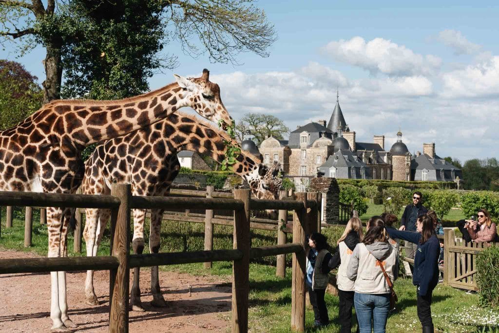 Girafes du zoo de La Bourbansais