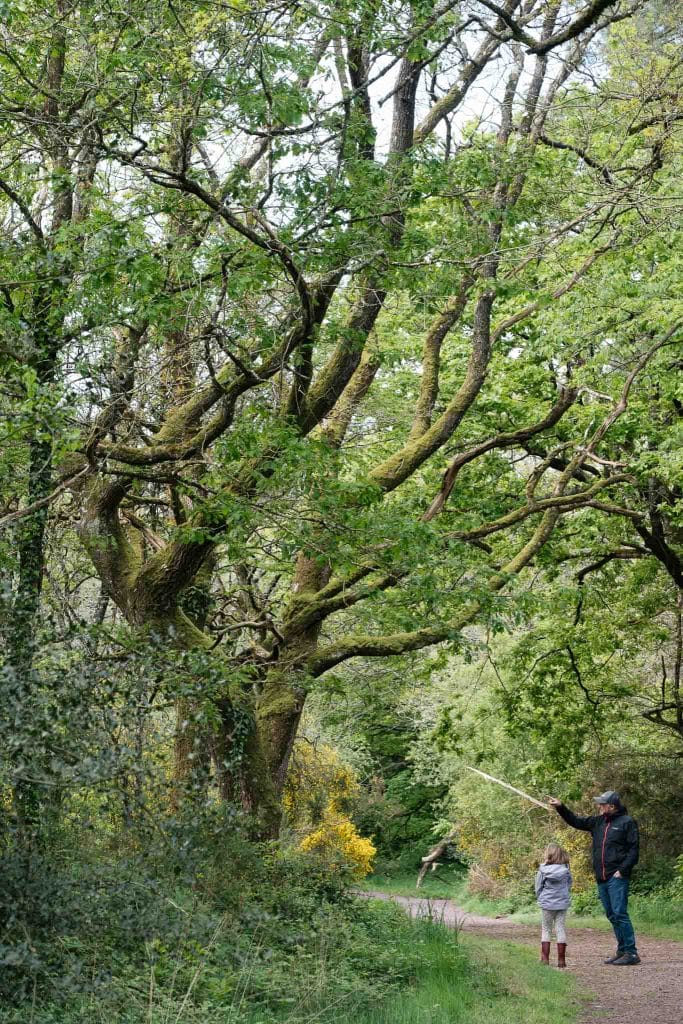 Forêt de Brocéliande