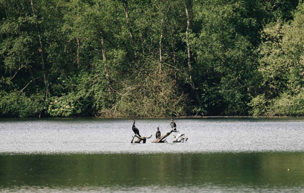 Sortie ornithologique Calvados