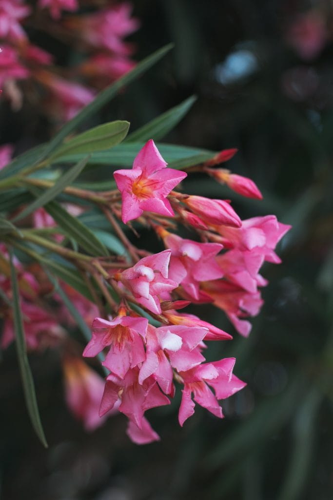 Laurier en fleurs alvi