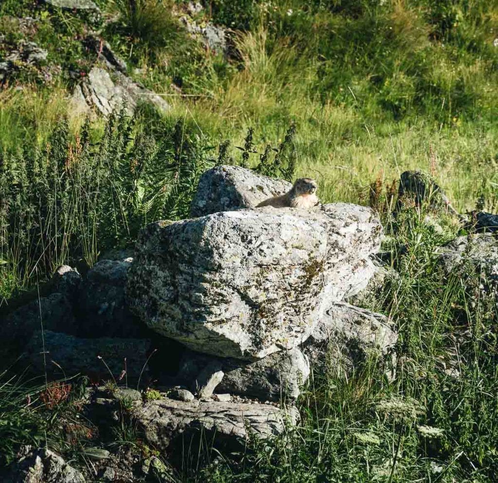 marmottes