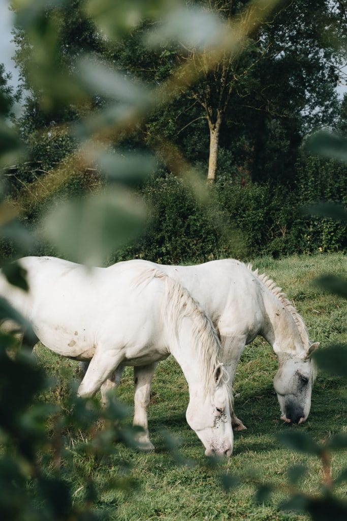 chevaux pâture