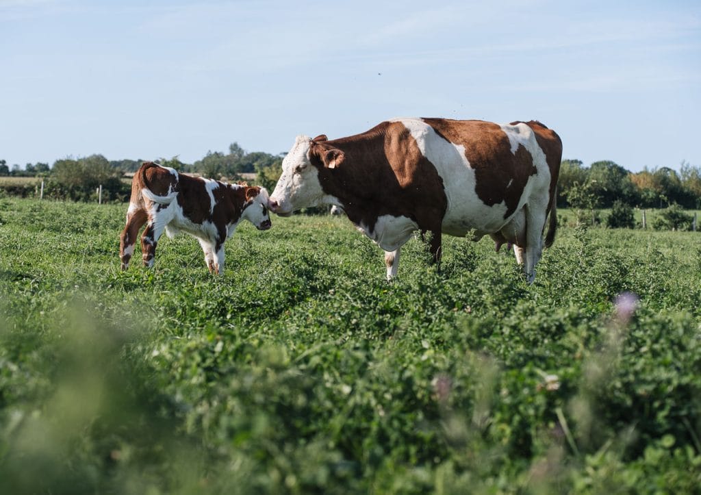 vaches boulonnais