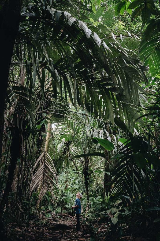 randonnée jungle Costa Rica