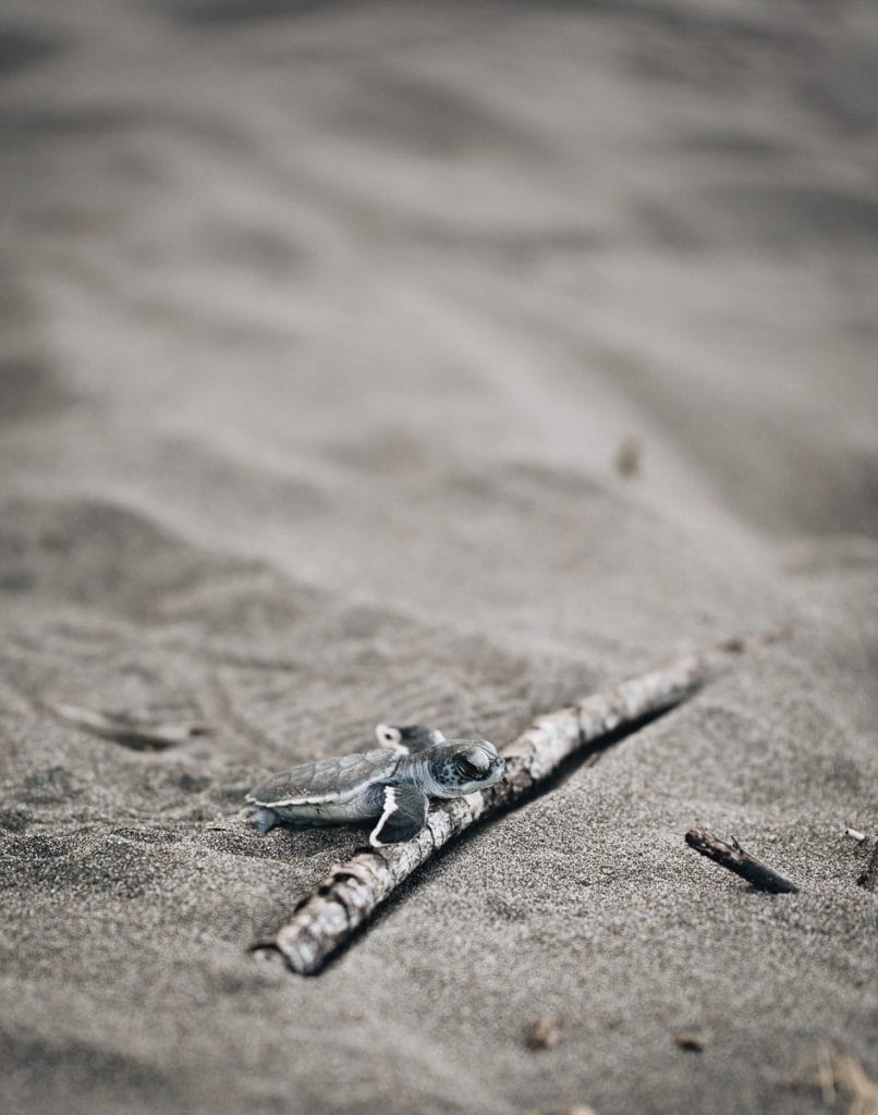 bébé tortues Costa Rica