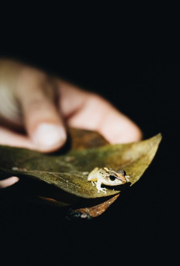 grenouille costa rica