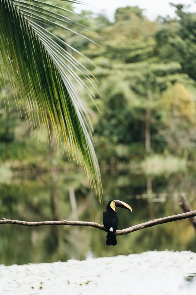 Toucan Costa Rica