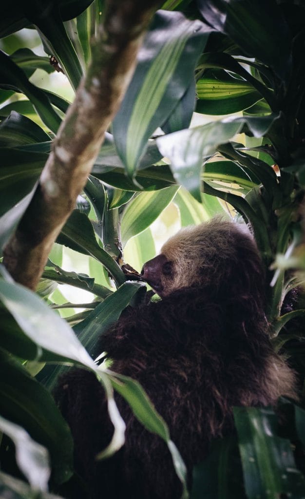 Paresseux Costa Rica