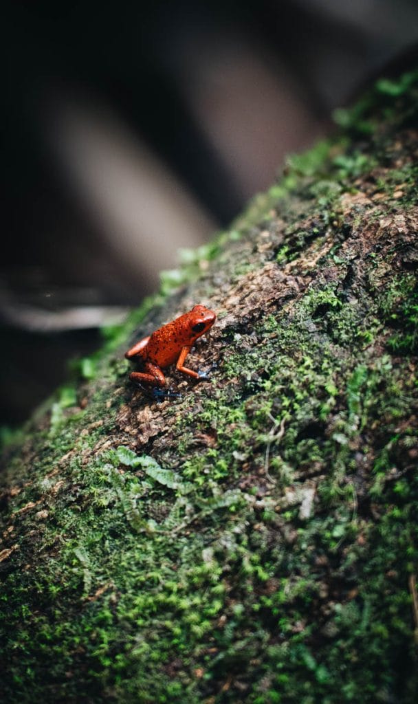 grenouille rouge Costa Rica