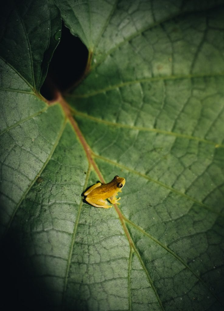 grenouille jaune Costa Rica